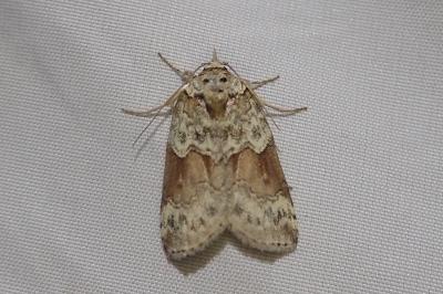 <i>Nycteola siculana</i>