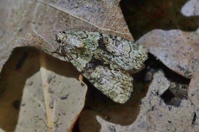 <i>Cryphia algae</i>