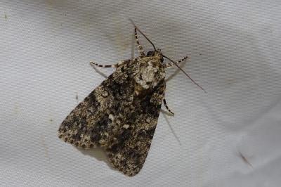 <i>Acronicta rumicis</i>