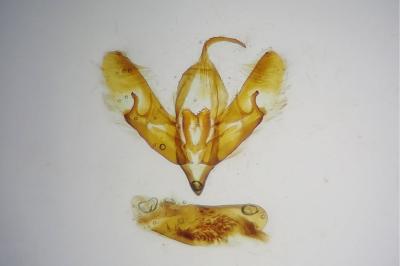 <i>Acronicta psi</i>