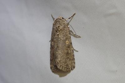 <i>Spodoptera exigua</i>