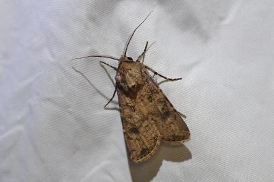 <i>Agrotis segetum</i>