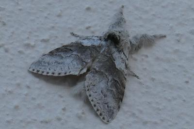 <i>Calliteara pudibunda</i>