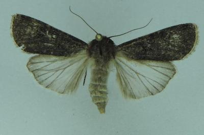 <i>Agrotis segetum</i>