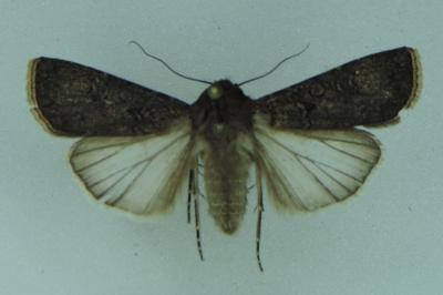 <i>Agrotis segetum</i>