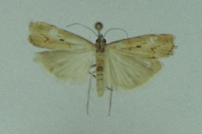 <i>Agriphila geniculea</i>
