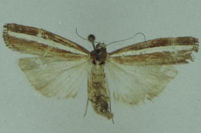 <i>Agriphila latistria</i>