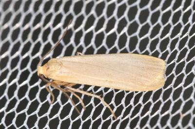 <i>Katha depressa</i>