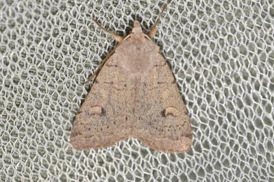 <i>Xestia castanea</i>