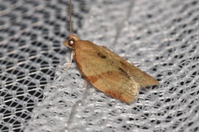 <i>Clepsis consimilana</i>