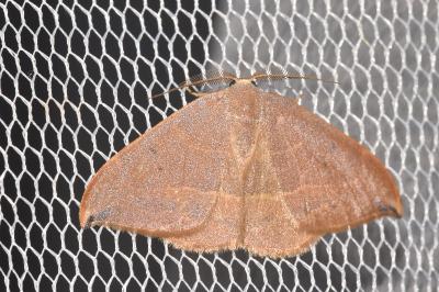<i>Watsonalla uncinula</i>