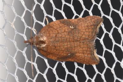 <i>Acleris rhombana</i>