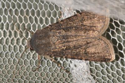 <i>Agrotis segetum</i>