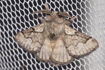 <i>Trichiura crataegi</i>