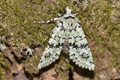 <i>Griposia aprilina</i>