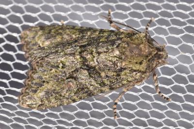 <i>Dryobotodes eremita</i>