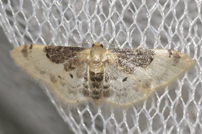 <i>Idaea filicata</i>