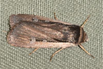 <i>Ochropleura leucogaster</i>
