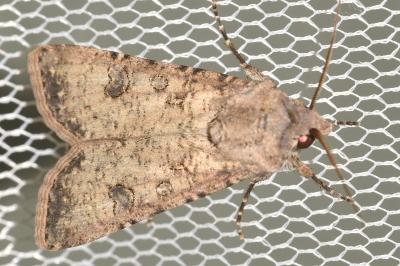 <i>Agrotis trux</i>