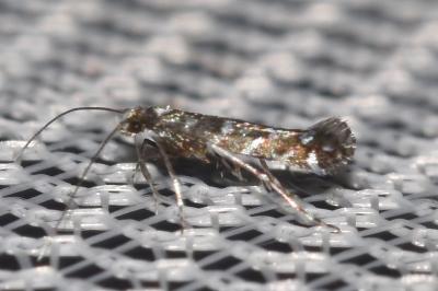 <i>Parectopa ononidis</i>