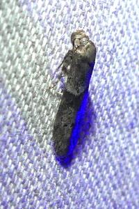 <i>Blastobasis</i>