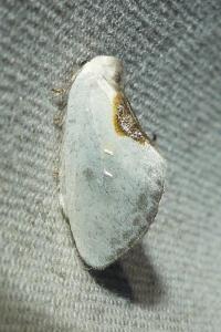 <i>Cilix glaucata</i>