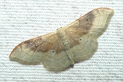 <i>Idaea degeneraria</i>