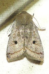 <i>Leptologia lota</i>