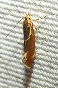 <i>Metalampra italica</i>