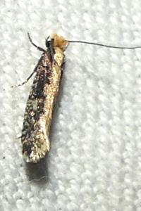 <i>Monopis crocicapitella</i>
