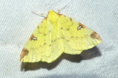 <i>Opisthograptis luteolata</i>