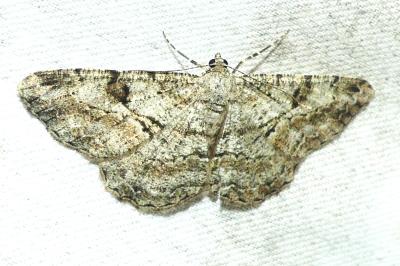<i>Peribatodes rhomboidaria</i>