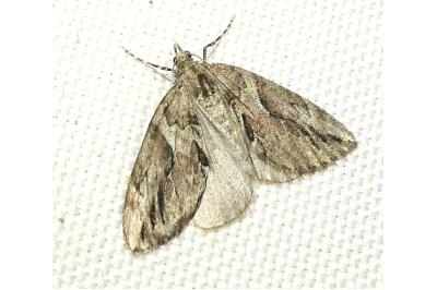<i>Thera cupressata</i>