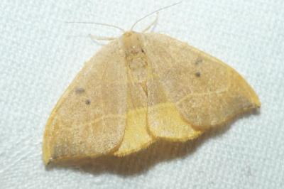 <i>Watsonalla binaria</i>