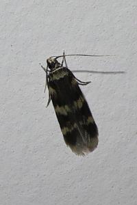 <i>Oegoconia</i>