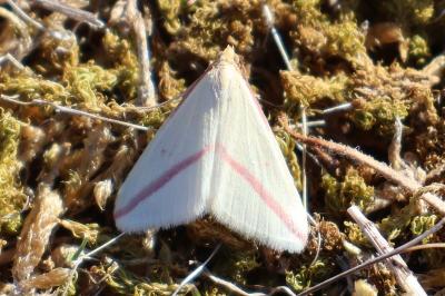 <i>Rhodometra sacraria</i>