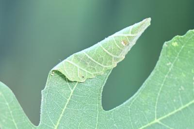 <i>Choreutis nemorana</i>