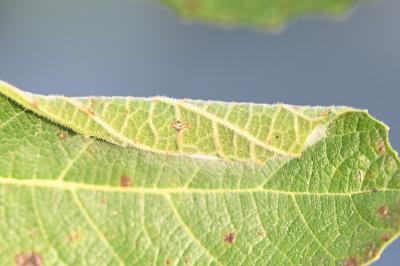 <i>Choreutis nemorana</i>