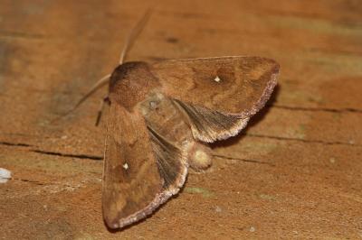 <i>Mythimna albipuncta</i>