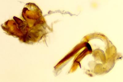 <i>Coleophora caespititiella</i>