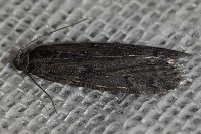 <i>Ephestia kuehniella</i>