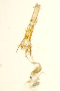 <i>Ephestia kuehniella</i>