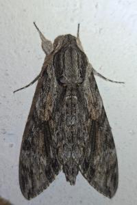 <i>Agrius convolvuli</i>