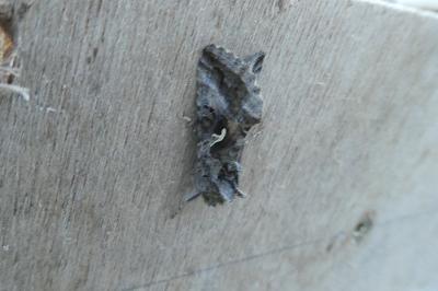 <i>Autographa gamma</i>