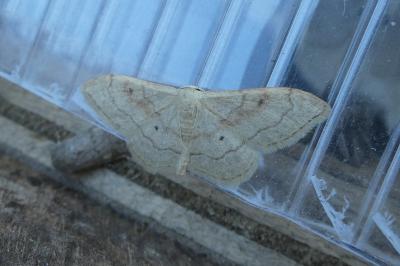 <i>Idaea rubraria</i>