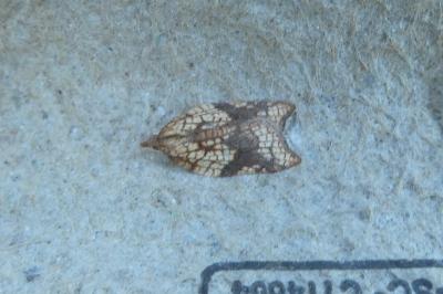 <i>Acleris rhombana</i>
