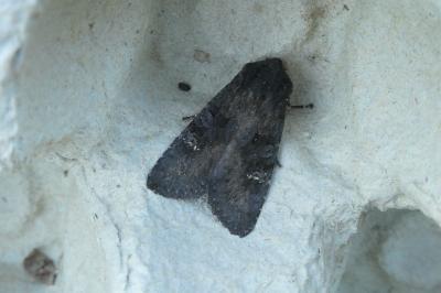 <i>Aporophyla nigra</i>