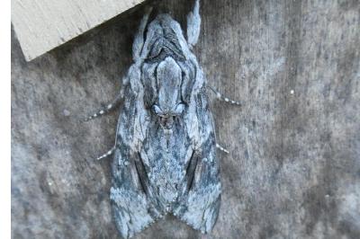 <i>Agrius convolvuli</i>
