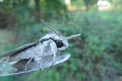 <i>Agrius convolvuli</i>