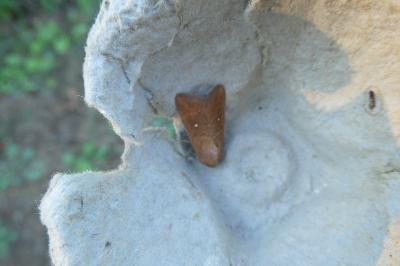 <i>Mythimna albipuncta</i>